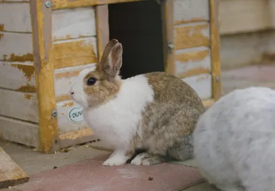Красная моча у кролика | Ветеринарная клиника в Текстильщиках