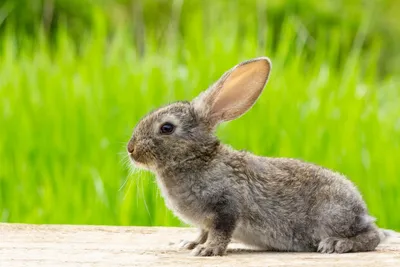 Декоративный кролик заболел лечение и советы ветеринарная клиника -  Ветмастер