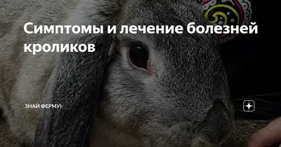 Основные болезни декоративных кроликов: симптомы, причины и лечение