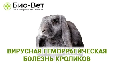 Миксоматоз кроликов - ГБУ КО «Боровская районная станция по борьбе с  болезнями животных»