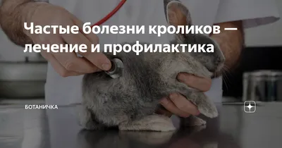 Симптомы и лечение болезней кроликов | Знай ферму | Дзен