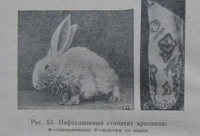 Заболевания кроликов