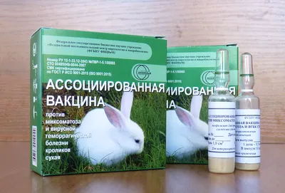 О болезнях декоративных кроликов | Анастасия Пирогова | Дзен