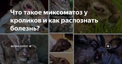 Ученые в США нашли способ лечения геморрагической болезни кроликов |  Ветеринария и жизнь