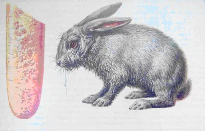 Геморрагическая болезнь кроликов - лечение и профилактика