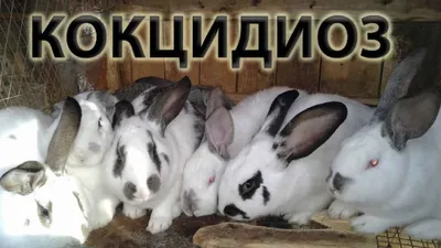Вирусная геморрагическая болезнь кроликов - Кировсксббж