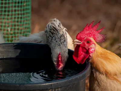 Болезни домашних кур: симптомы и лечение куриных заболеваний