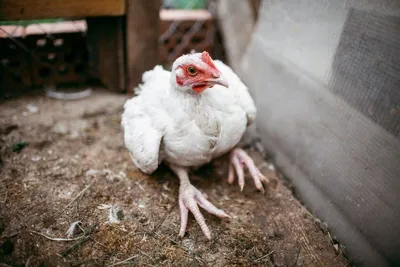 Вентиляторы помогают предотвратить болезни лап у кур | Ветеринария и жизнь