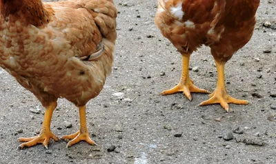 Как лечить кнемидокоптоз у кур и других птиц в домашних условиях | Птичий  рынок | Дзен