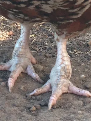 Почему у курицы отказали ноги: симптомы, причины падения на ноги,  профилактика и лечение