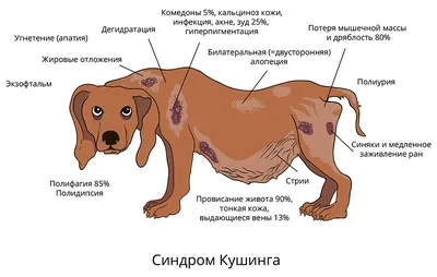 Демодекоз у собак - схема лечения, фото, симптомы и признаки заболевания