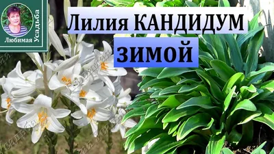 Болезни роз и их лечение | Blog.Florium