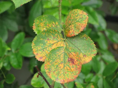 Лилия садовая - Liliaceae. Уход за лилиями, выращивание, размножение