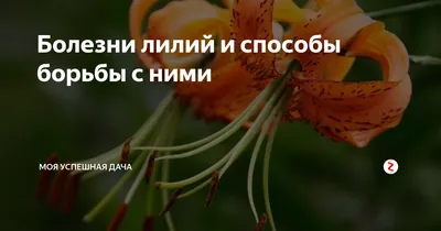 Как выращивать лилию Касабланка и ухаживать за ней? Купить цветы  Екатеринбург