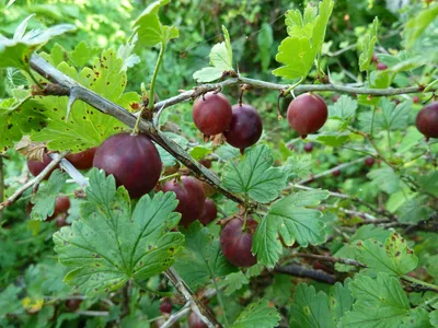 Болезни и вредители крыжовника - Agro-Market