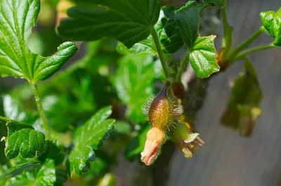 Болезни и вредители крыжовника - Agro-Market