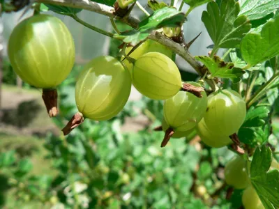 Листья крыжовника покрыты пятнами. Какое это заболевание и как его лечить?  - ответы экспертов 7dach.ru