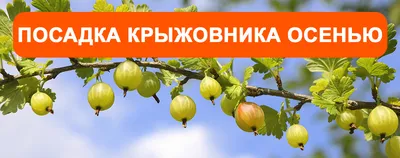 Курчавость листьев — Википедия