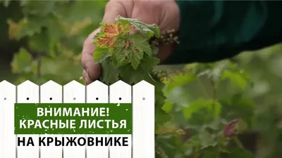 Болезни ягодных культур