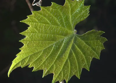 Вирус веерных листьев винограда (GFLV), вирус Fanleaf, Фанлиф вирус, вирус  короткоузлия