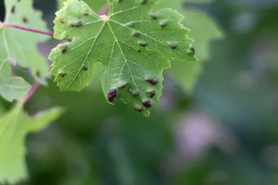 Вредители и болезни винограда
