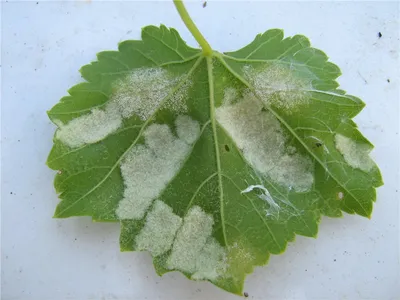 Болезней листьев винограда. Похож на бородавки на листьях виноград Стоковое  Изображение - изображение насчитывающей листья, расти: 175078917