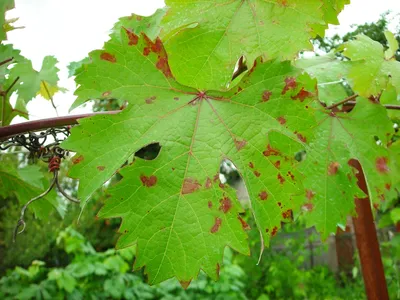 Болезни винограда - полезные статьи | интернет-магазин Белая Аллея