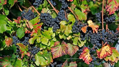 Короткоузлие винограда — Центр по борьбе с трудноискоренимыми болезнями  растений