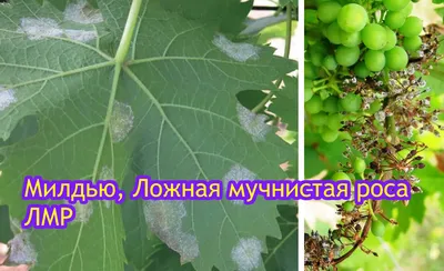 Болезни Vitis Colomerus Eriophyes листьев винограда. Больные лист винограда  Стоковое Изображение - изображение насчитывающей листво, рука: 171636283