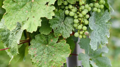 Антракноз винограда - Виноград в Татарстане