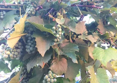 Почему у винограда бледные листья и что с этим делать | В саду (Огород.ru)