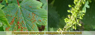 Вирус веерных листьев винограда (GFLV), вирус Fanleaf, Фанлиф вирус, вирус  короткоузлия