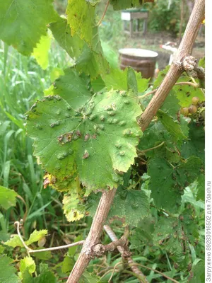 Клещ на винограде: опасность для лозы и эффективные способы борьбы