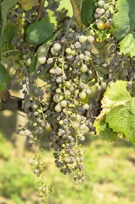 Выращивание вегетирующих саженцев винограда+ВИДЕО | ВИНОГРАДНИК.by