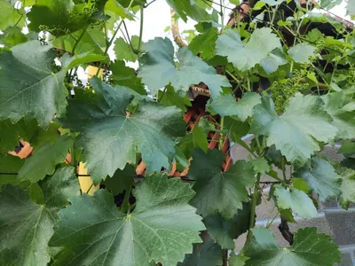 Милдью или ложная мучнистая роса винограда. Описание и методы лечения