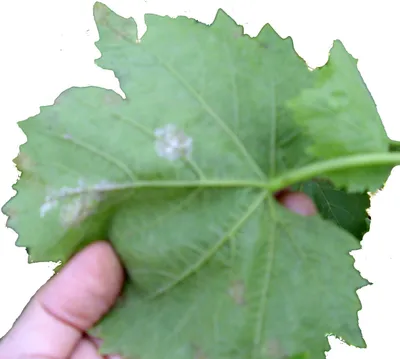 коричневые пятна на молодых листьях винограда. Стоковое Изображение -  изображение насчитывающей листья, заражено: 246551091