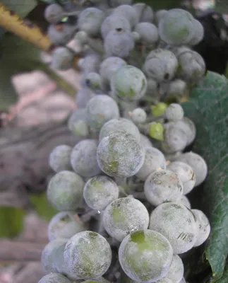 На листьях винограда появились вздутия. Опасно ли это? - ответы экспертов  7dach.ru