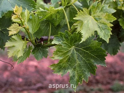 Самые опасные вредители винограда (описание и методы борьбы) | В саду  (Огород.ru)