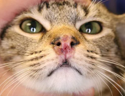 Полипы у кошек - симптомы и лечение полипов в мочевом пузыре, в носу, в ухе