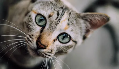 Болезни кошек: симптомы, признаки, лечение и профилактика