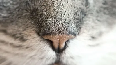 Болезни носа у кошек фото фотографии