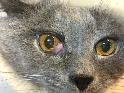 Косоглазие (страбизм) у кошек - причины и лечение - ветеринарная  офтальмология Реком