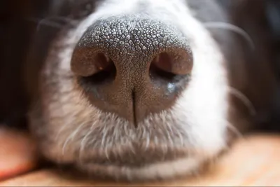 Нос здоровой собаки: теплый или горячий, мокрый или сухой?