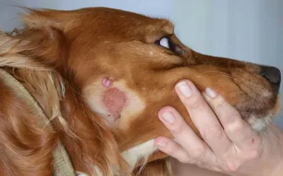 Сухой нос у собаки: причины и что делать — Purina ONE®