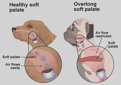 Больше не черный: почему нос лабрадора зимой становится розовым - Pets