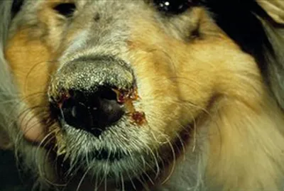 Сухой нос у собаки – повод для беспокойства? Из-за чего у собаки сухой нос
