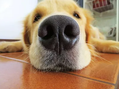 Насморк у собак: лечение, симптомы, какими каплями лечить нос