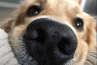 Влажный и теплый нос у собаки. Ветеринарная клиника \"Зоостатус\"