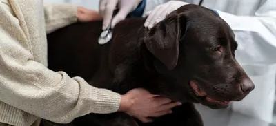 Гиперкератоз у собак: причины возникновения и способы лечения патологии