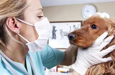 Сухой нос у собаки: всегда ли он является симптомом болезни
